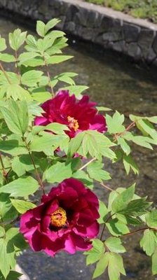 🌸 모란 마을 공원(보탄초 코엔)